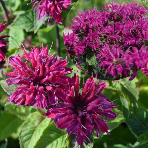 Monarda didyma 'Melua Burgundy' - Aedmonarda 'Melua Burgundy' P11/0,75L